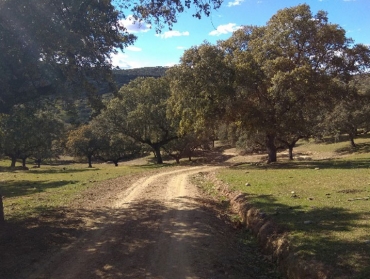 CAMINO EN GARCÍAZ