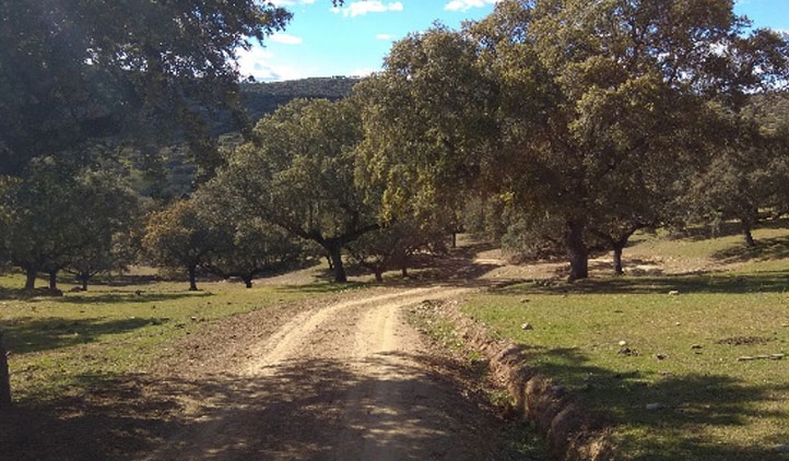 CAMINO EN GARCÍAZ